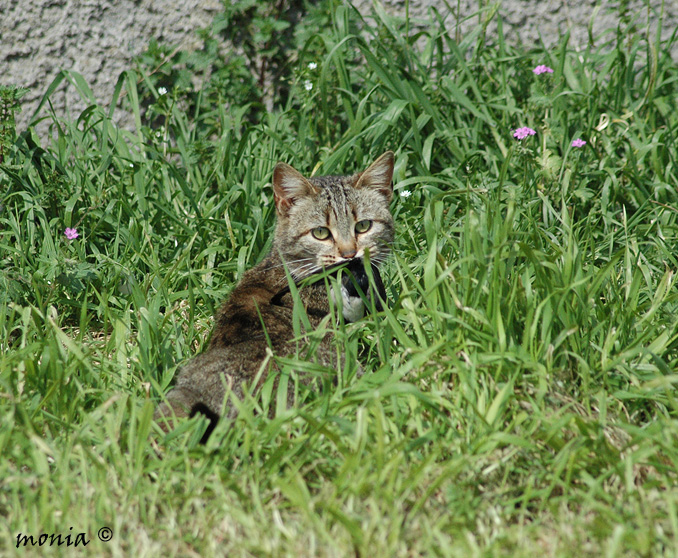 Predazione di gatto su balestruccio.